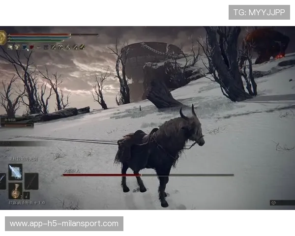 马术训练场疑似出现“灵马”传说,骑手泪目讲述重生故事 马术训练场疑似出现“灵马”传说,骑手泪目讲述重生故事